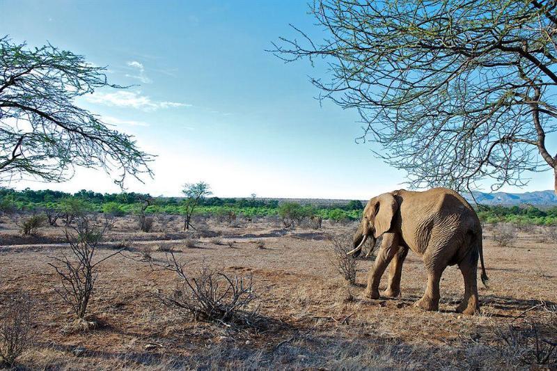 Samburu Intrepids Luxury Tented Camp Hotel Exterior photo